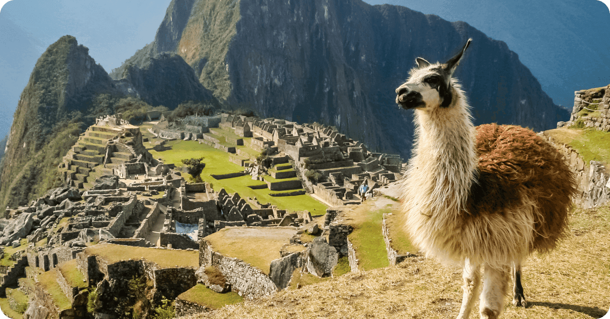 A llama in Machu Picchu