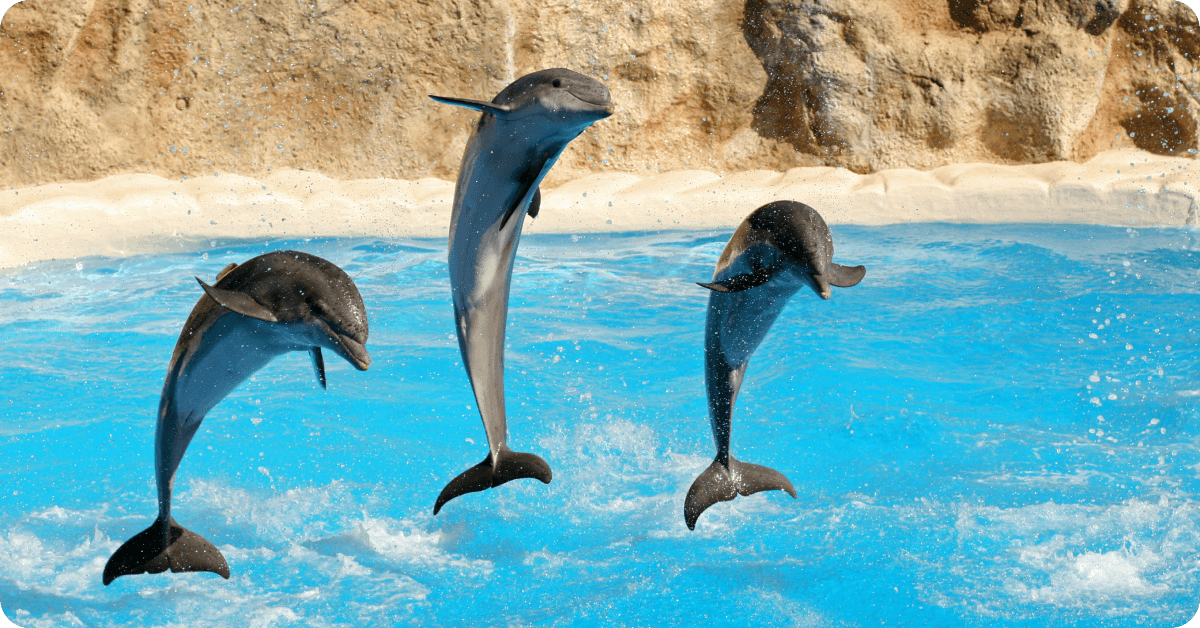 A dolphin show in Mundomar animal park.