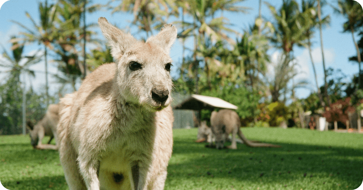 australian kangaroo