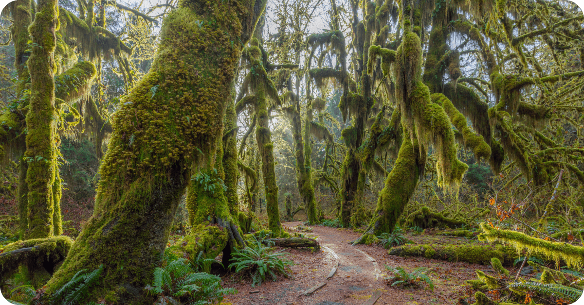 A view of the Hoh Rainforest