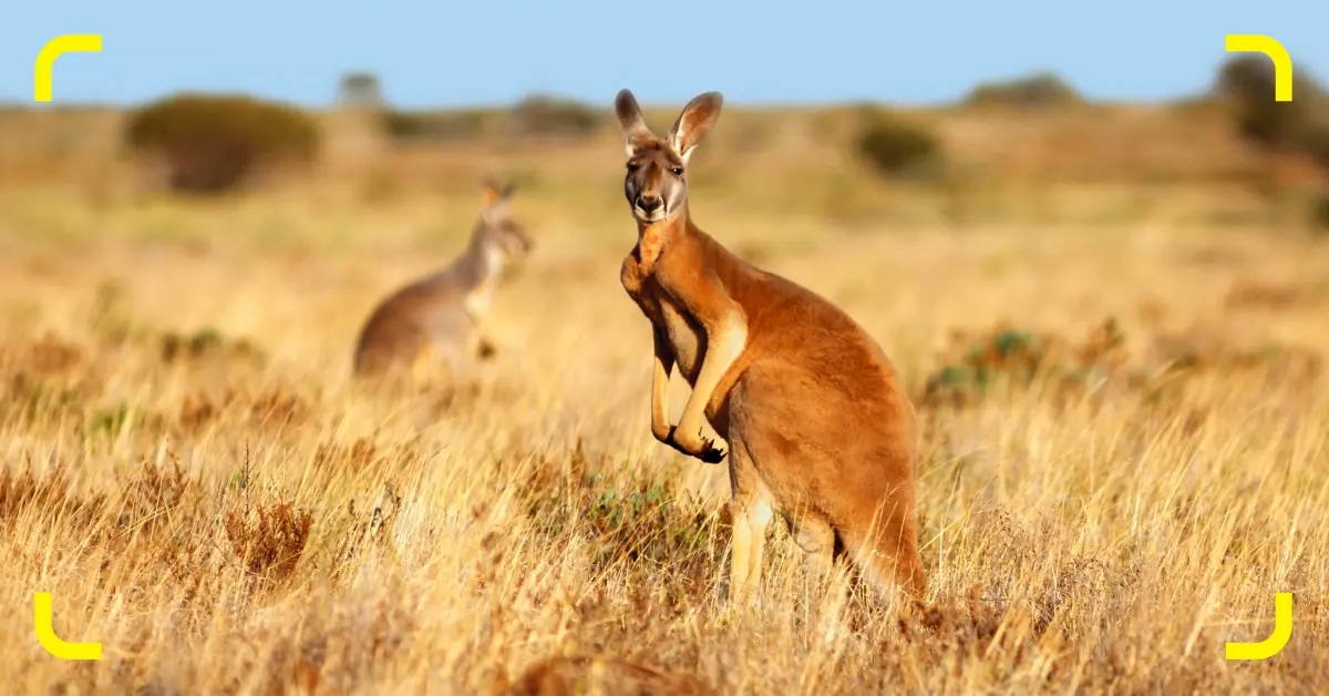 Pocket Wi-Fi for Australia: Options and alternatives