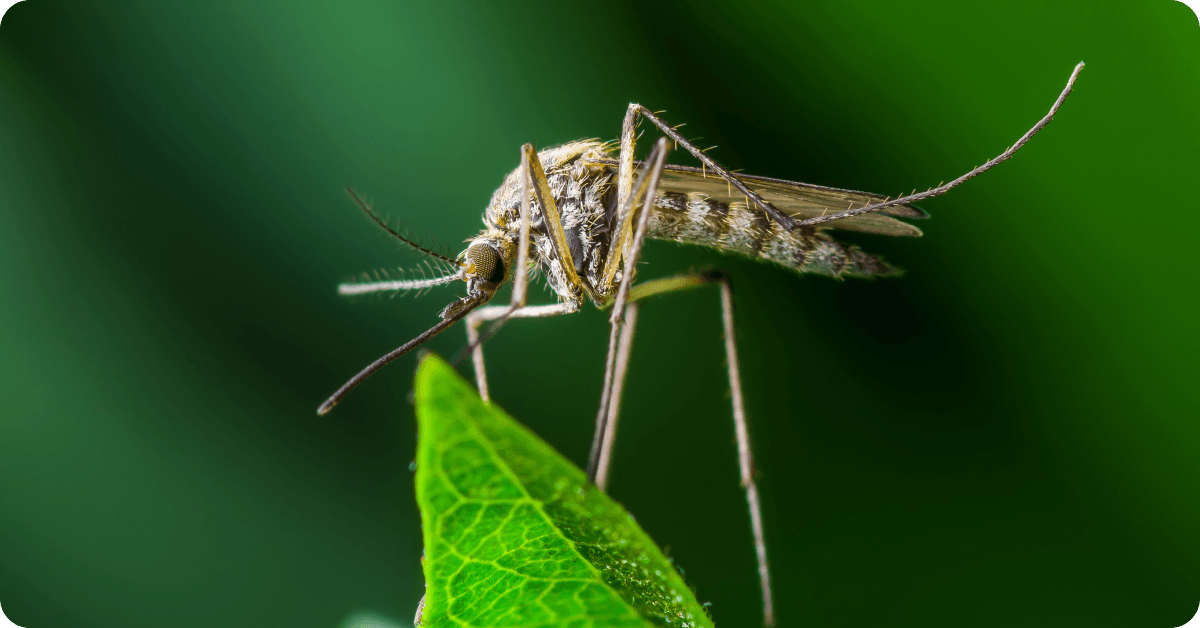 The Aedes mosquito, which carries dengue fever.