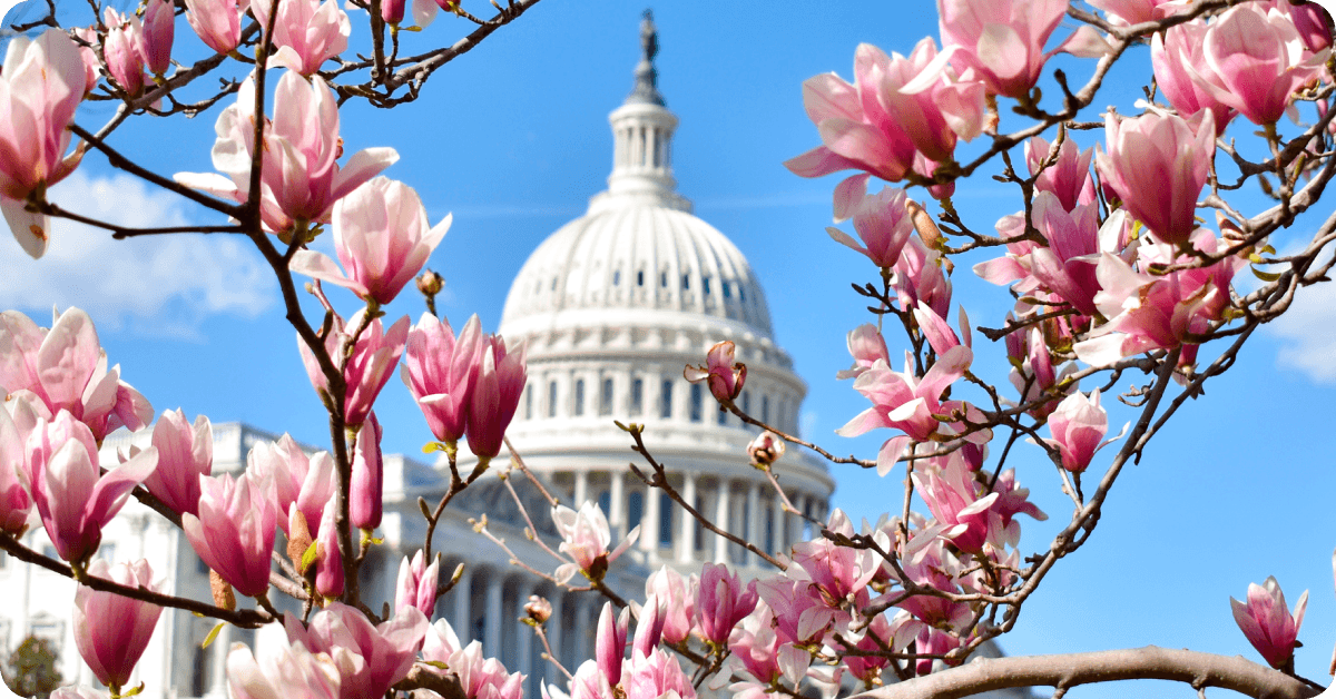 Cherry trees blossom pink near the Capital building in Washington.